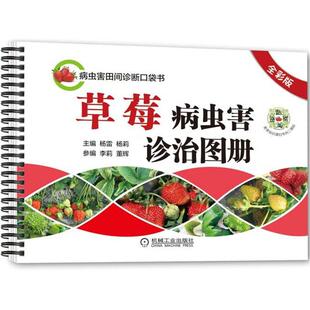 【书】 草莓病虫害诊治图册（全彩版）草莓种植技术书籍 草莓育苗技术与周年栽培管理技术草莓病虫害防治农业水果种植书籍