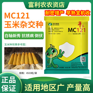 丰乐农化MC121国审玉米种子高产大棒原装正品大田玉米