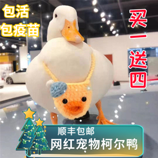 宠物鸭柯尔鸭活物网红鸭子活苗小黄鸭科尔鸭幼仔可达鸭学生好养活