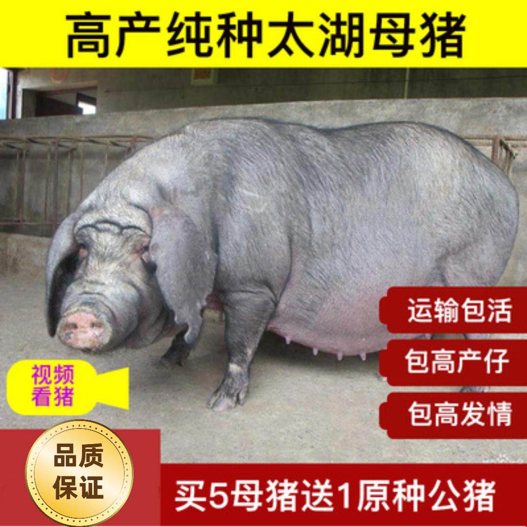 代孕太湖母猪种公猪新美系长白大约克原种梅山发情太湖大白杜洛克_虎窝淘