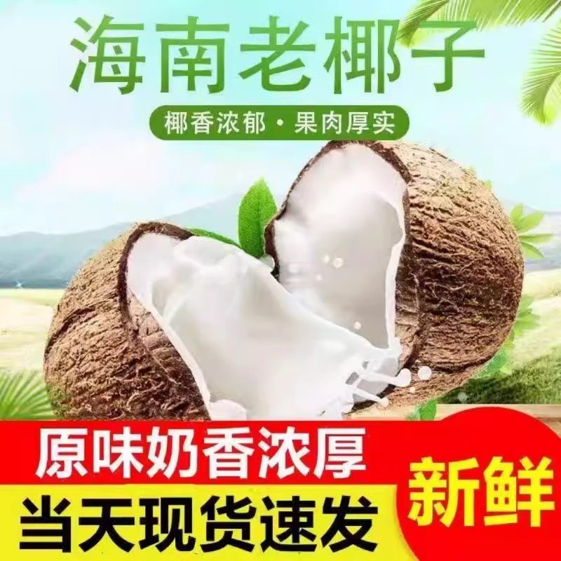 海南新鲜老椰子毛椰子椰宝椰皇整箱包邮正宗现摘牛奶毛椰孕妇水果