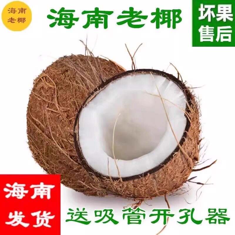 海南椰子新鲜现摘正宗老椰子椰青椰皇孕妇水果多汁毛椰子榨汁煲汤