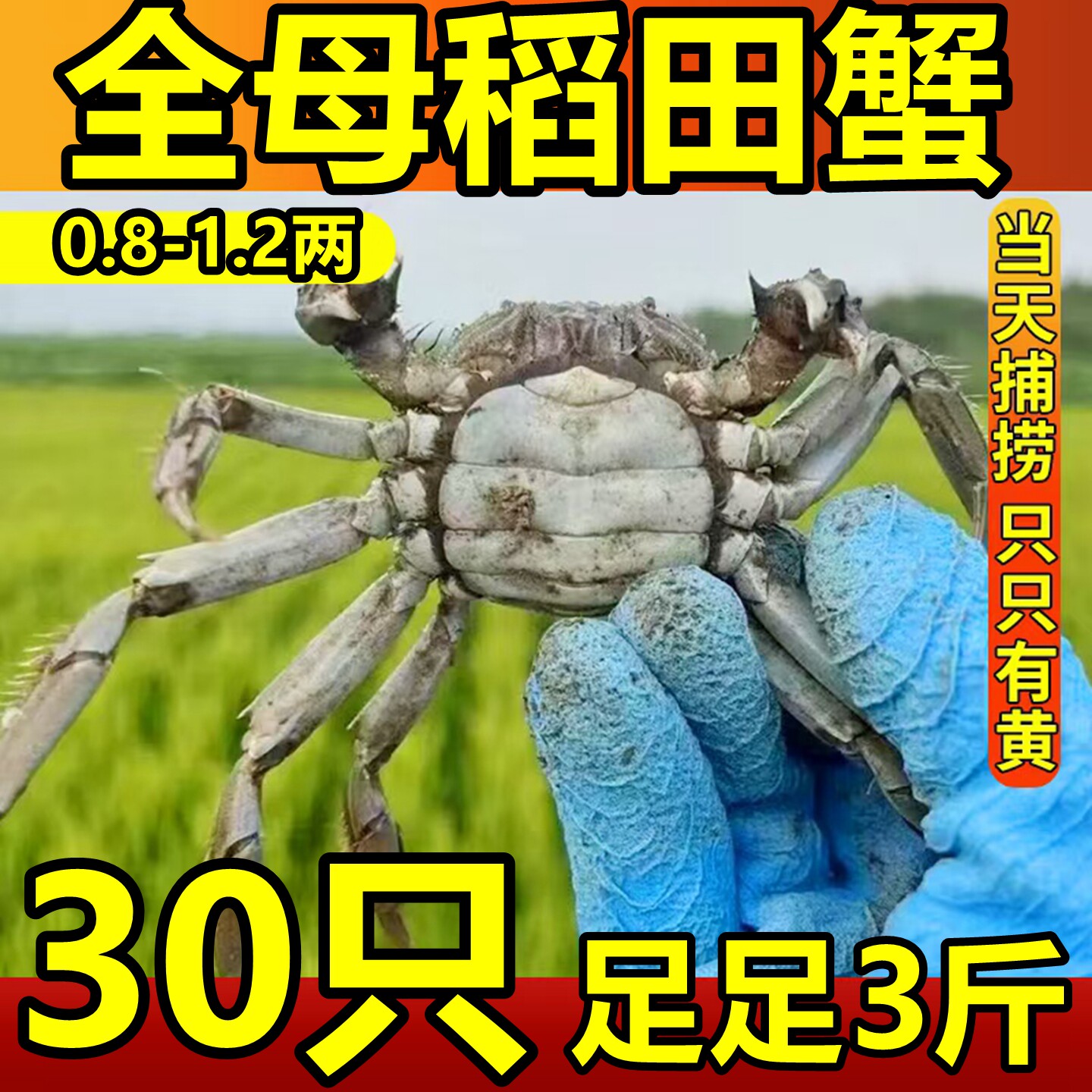 全母30只盘锦河蟹正宗稻田蟹保肥