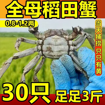 全母30只盘锦河蟹鲜活1一元蟹2二元蟹六月黄大闸蟹稻田螃蟹活蟹