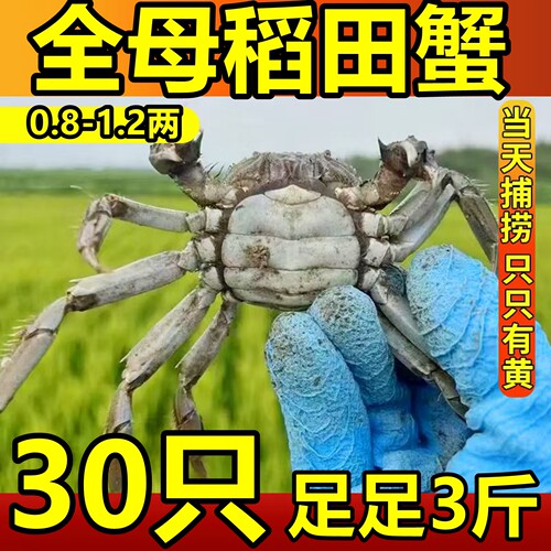 全母30只盘锦河蟹正宗稻田蟹保肥