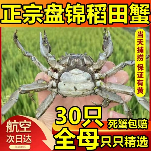 盘锦河蟹东北正宗无绳净重