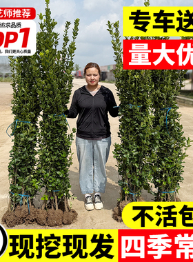 围墙篱笆植物大叶北海道黄杨苗冬青树苗四季常青耐寒庭院绿篱树苗