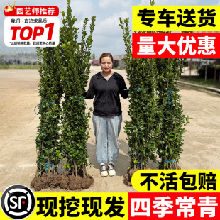 围墙篱笆植物大叶北海道黄杨苗冬青树苗四季常青耐寒庭院绿篱树苗