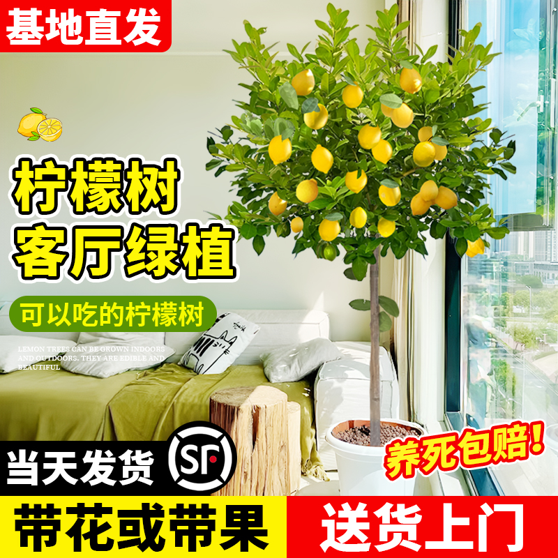 香水柠檬树盆栽带果树苗室内大型客厅绿植吸甲醛植物四季好养老桩