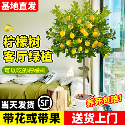香水柠檬树盆栽带果树苗室内大型客厅绿植吸甲醛植物四季好养老桩