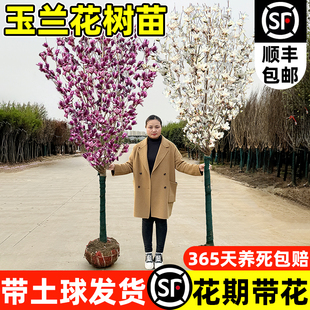 玉兰花树苗带花苞红白紫广玉兰室外庭院四季花卉盆栽绿化耐寒大树