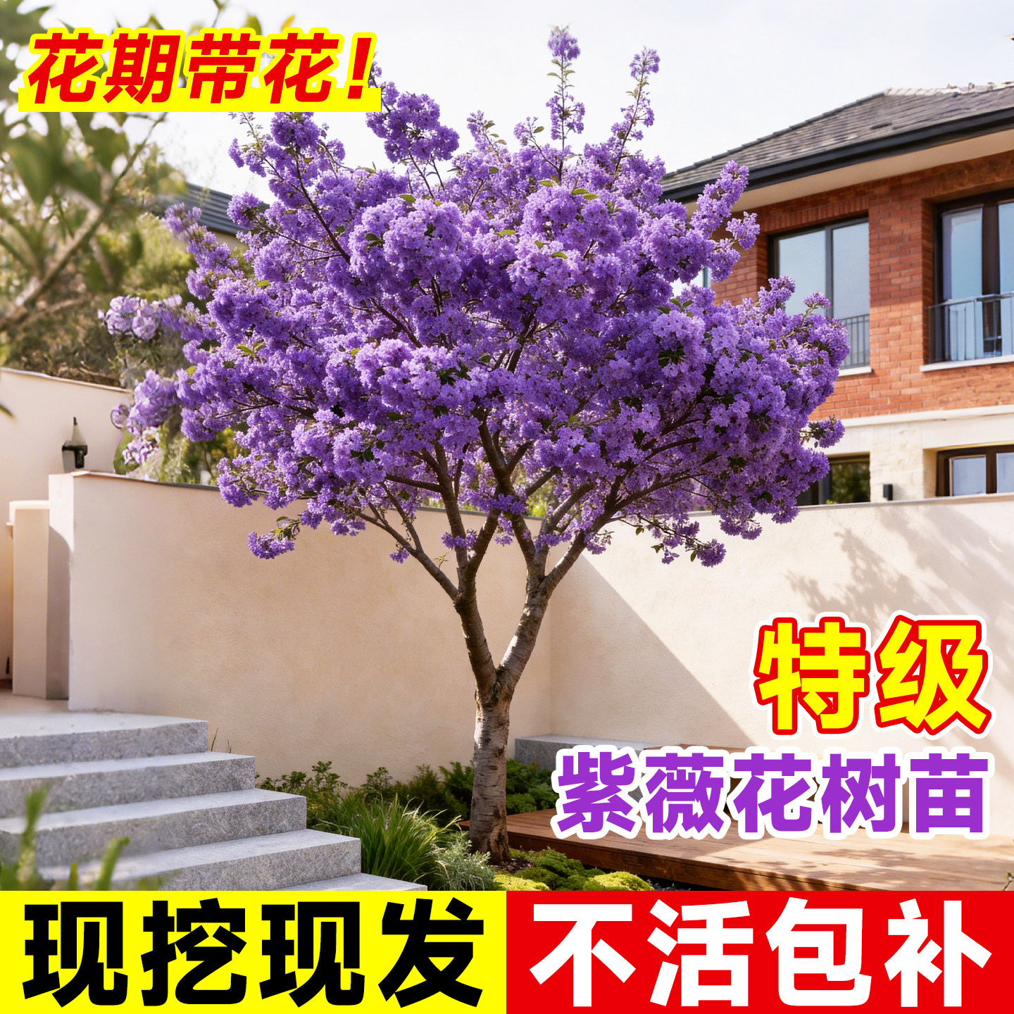 紫薇花树苗庭院老桩地栽别墅室外道路绿化植物百日红花卉风景大树
