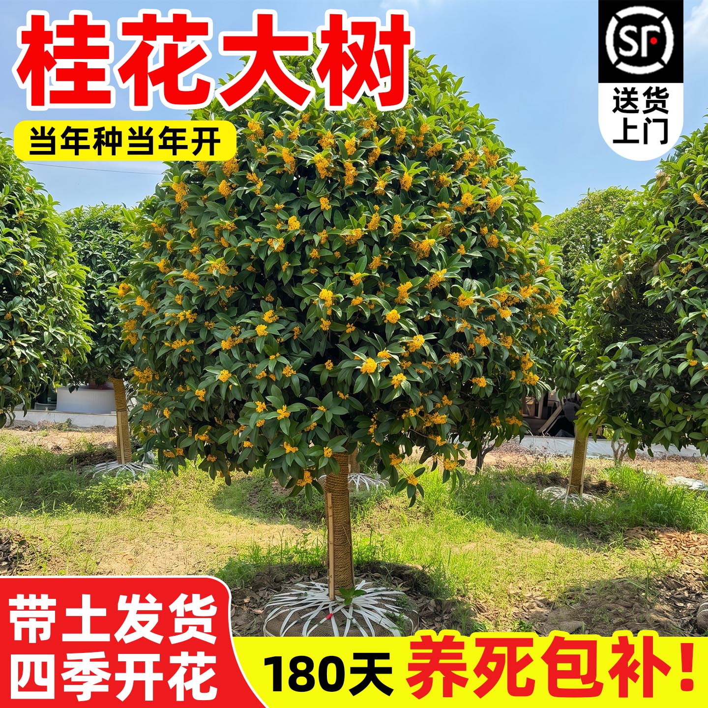 大型桂花树苗八月黄金桂丹桂庭院地栽盆栽植物别墅耐寒四季桂绿化