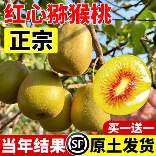 猕猴桃树果苗公母同株红心猕猴桃苗徐香嫁接水果树果苗南北方种植