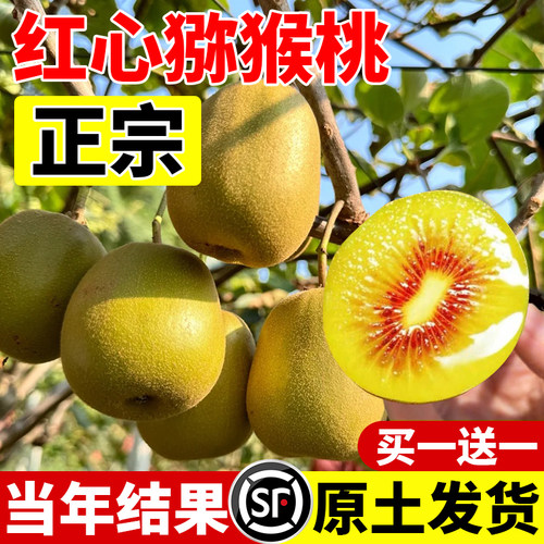 猕猴桃树果苗公母同株红心猕猴桃苗徐香嫁接水果树果苗南北方种植