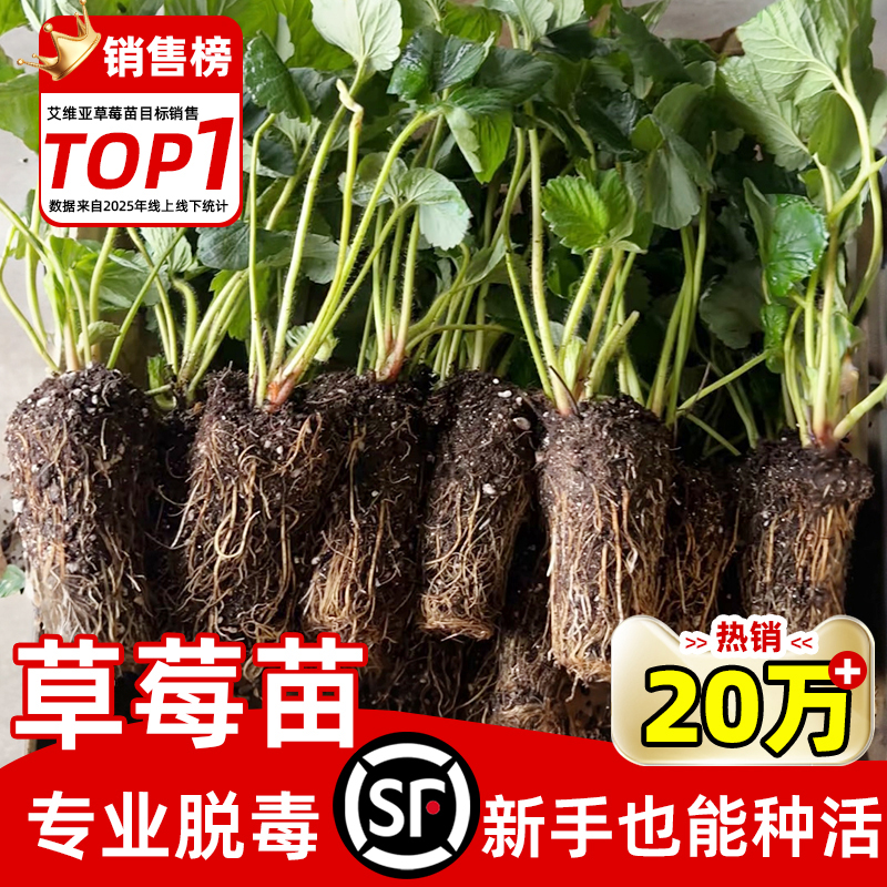 草莓苗四季结果盆栽带花带果种籽子穴盘苗奶油红颜特大号草莓秧苗