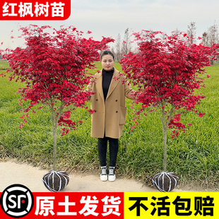 紅舞姬老樁室外盆栽盆景庭院別墅綠化植物風(fēng)景樹 日本紅楓樹苗四季