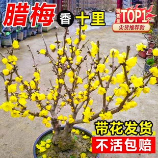 腊梅花树苗地载盆栽丛生庭院风景树梅矮化老桩耐寒红原生素心蜡梅