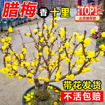 腊梅花树苗地载盆栽丛生庭院风景树梅矮化老桩耐寒红原生素心蜡梅