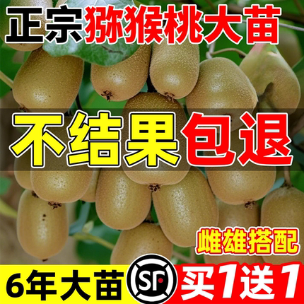 猕猴桃树果苗红心软枣猕猴桃苗徐香嫁接南北方种植庭院水果树果苗