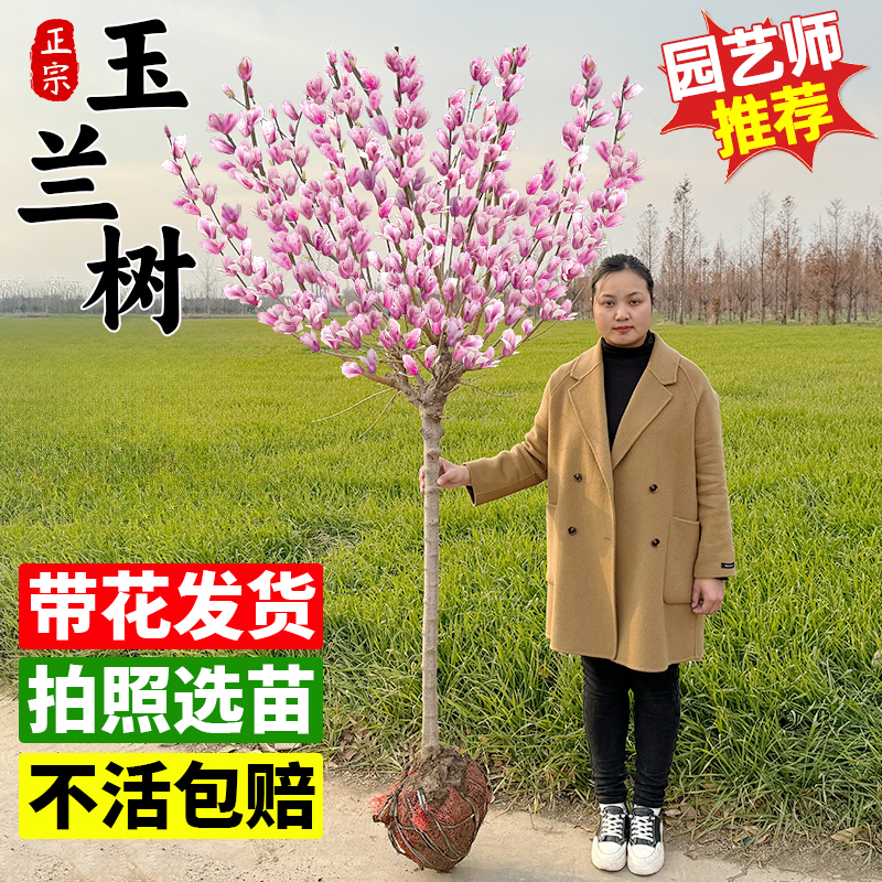 玉兰花苗红黄白紫玉兰树苗庭院室内外绿化耐寒花卉盆栽植物广玉兰