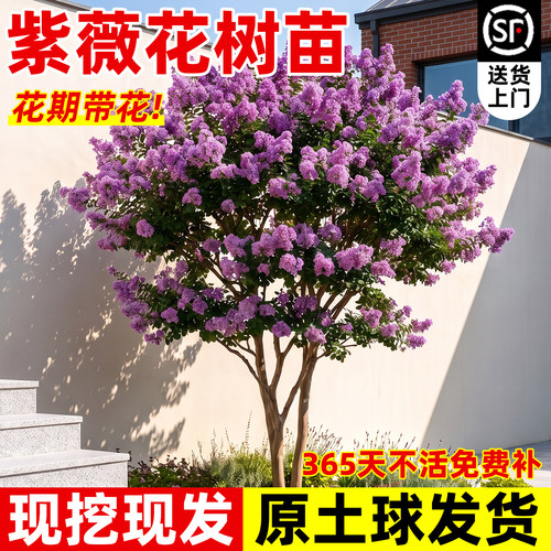 紫薇花树苗庭院别墅大型老桩室外