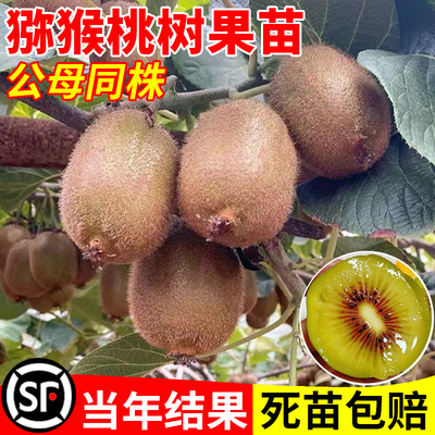 猕猴桃树果苗公母同株红心黄心徐香弥猴桃南北方奇异果猕猴苗盆栽