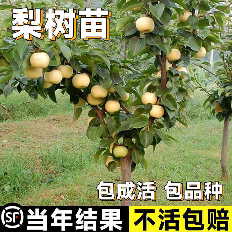 秋月梨树果苗嫁接南方北方种植