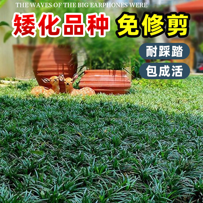 日本矮麦冬草玉龙草庭院植物绿化耐寒草坪草皮细长叶金边麦冬草苗图片