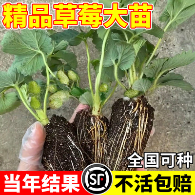 四季草莓苗秧带花带果不活包赔