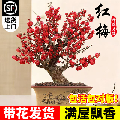 红梅花盆栽树苗室内外阳台花卉庭院地栽四季耐寒植物老桩盆景腊梅