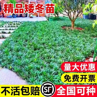 日本矮麦冬草玉龙草庭院草坪绿化地被植物耐寒细叶金边小麦冬草苗