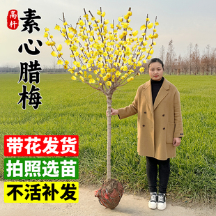 素心腊梅树苗地栽室外庭院耐寒带花苞浓香花卉植物高杆老桩蜡梅花