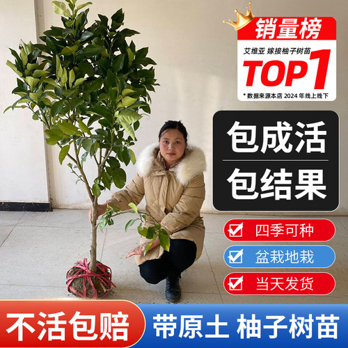 柚子树苗正宗嫁接红心蜜柚苗沙田盆栽地栽南北方种植庭院果树果苗