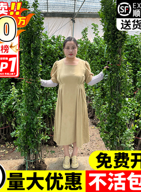 冬青树苗北海道黄杨绿篱围墙篱笆植物四季常青直立大叶黄杨树庭院