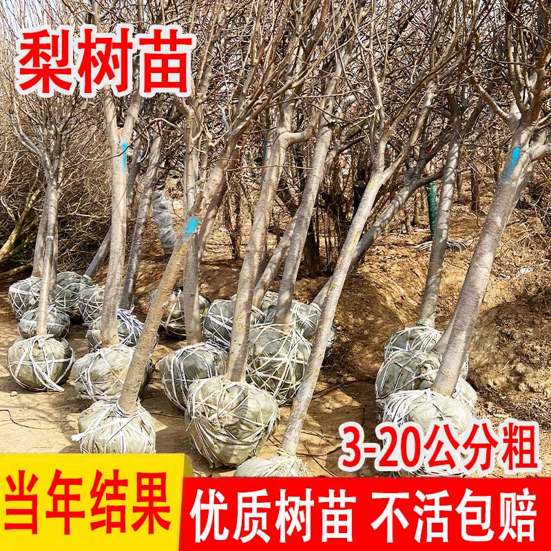 特大秋月梨树果苗砀山梨红梨嫁接苗南方北方四季种植庭院大树果树