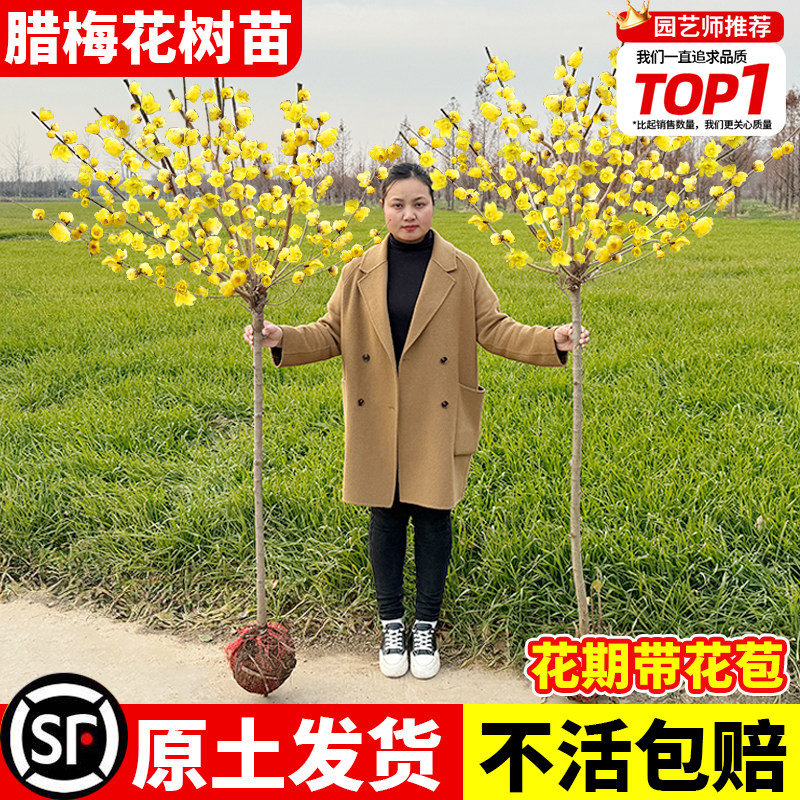 腊梅花树苗地载带花苞耐寒冬季