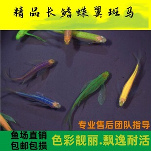 蝶翼斑马鱼长尾长鳍冷水鱼观赏鱼荧光鱼小型热带鱼活体鱼古法养鱼