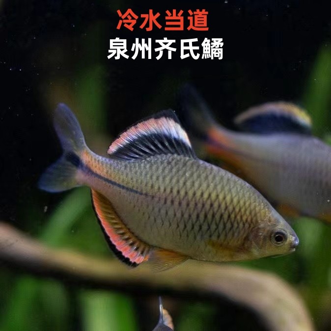 泉州齐氏鱊长鳍鱲彩虹精灵原生冷水溪流鱼好养耐活群游观赏鱼鳑鲏