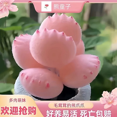 彩【锦】萌熊爪熊童子多肉植物彩色熊掌新款网红多肉阳台室内可爱