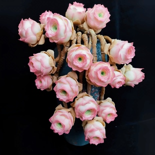 山地玫瑰多肉植物花卉盆栽室内老桩绿植教师节日送礼 正版 带盆