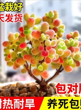 蜜桔糖球多肉植物室内盆栽密叶枝干番杏名贵花卉办公阳台高端稀有
