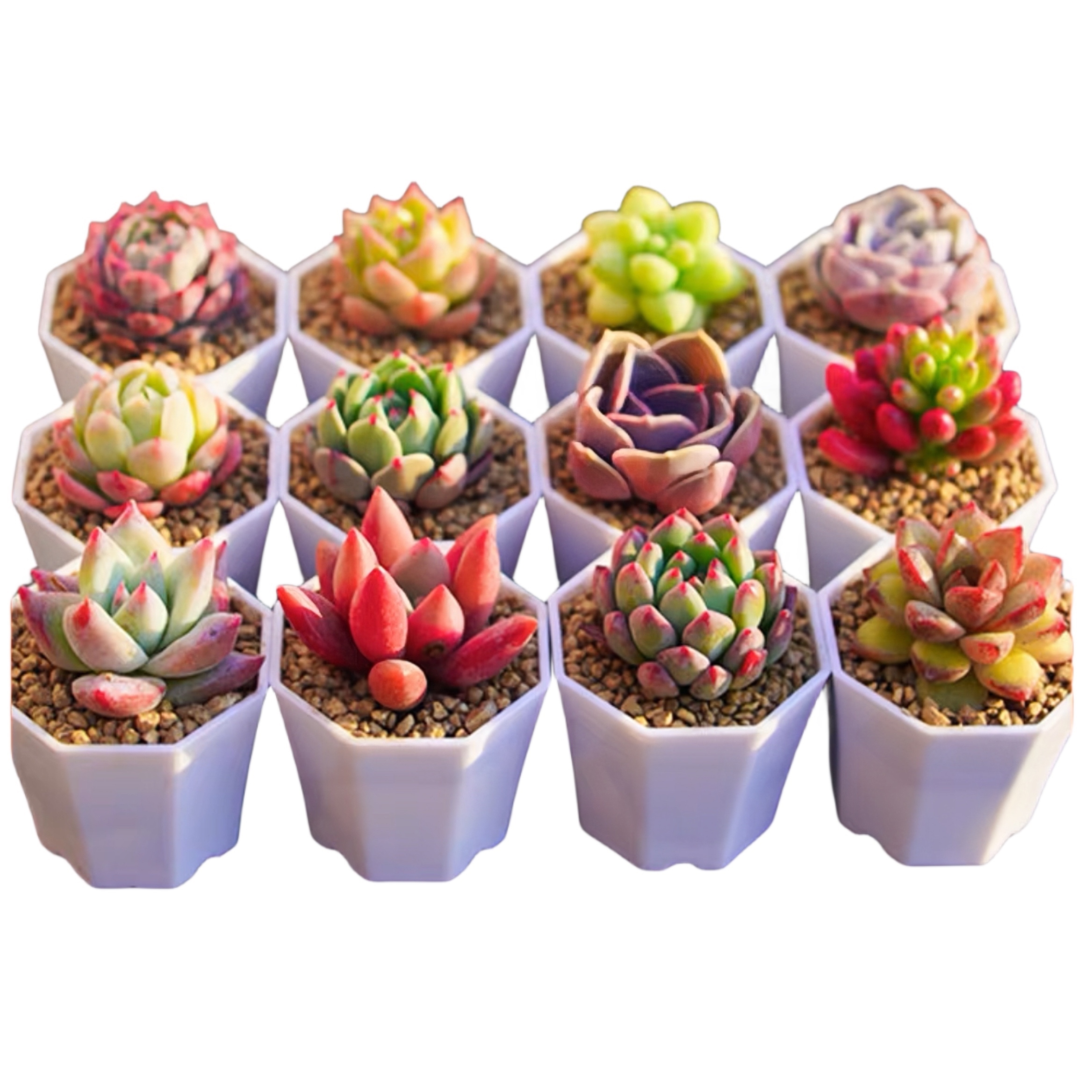 多肉熊童子植物组合盆栽绿植花卉熊童子小熊爪萌肉肉新手组合套餐