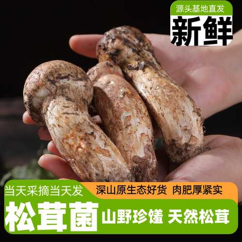 香格里拉野生松茸出口级未开伞