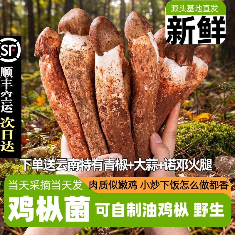 云南鸡枞菌新鲜野生鸡枞荔枝菌三塔菌白蚁菇斗鸡菇火把鸡枞鸡腿菌