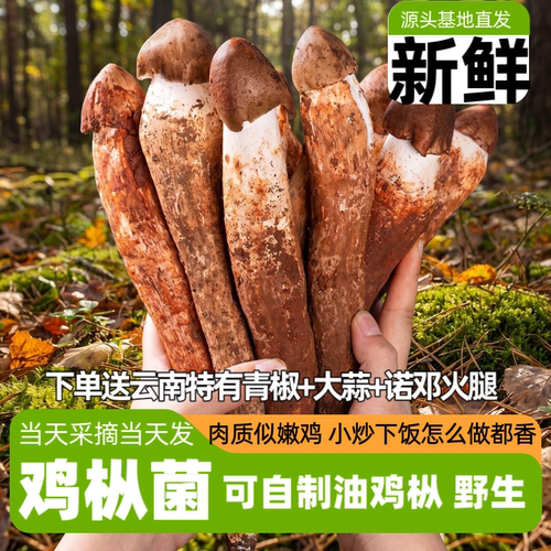 云南鸡枞菌新鲜野生菌鸡枞油