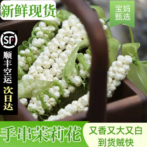 新鲜茉莉花花香浓郁花苞又大又白
