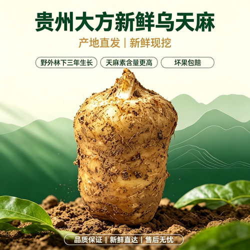 贵州大方深山鲜乌天麻直发