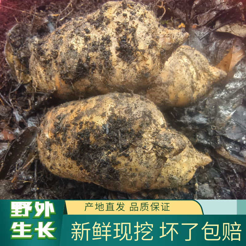 正宗贵州大方仿野生乌天麻现挖现发中药材治头痛新鲜天麻特产批发