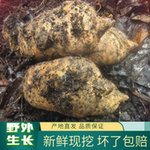 正宗贵州大方仿野生乌天麻现挖现发中药材治头痛新鲜天麻特产批发